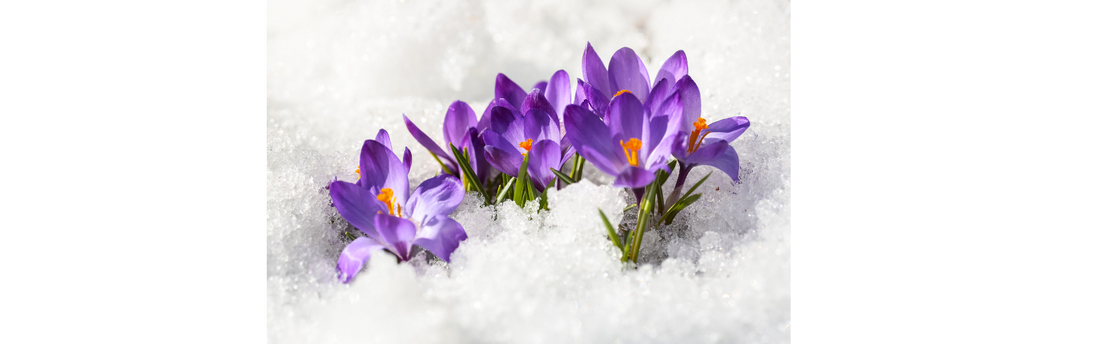 From New Year to Spring: A Time for Reflection and Renewal